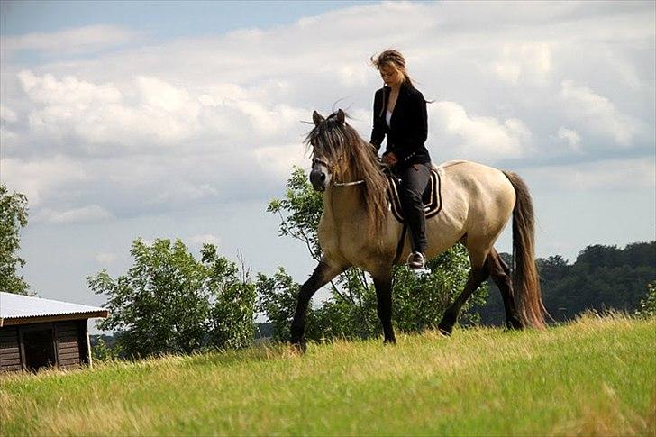 Anden særlig race chinosch (MiTho's  cosi) billede 9