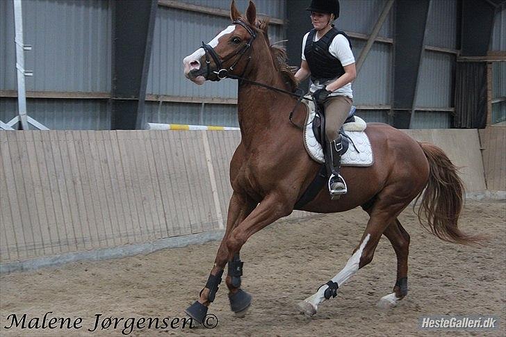 Dansk Varmblod Heino<3 billede 8