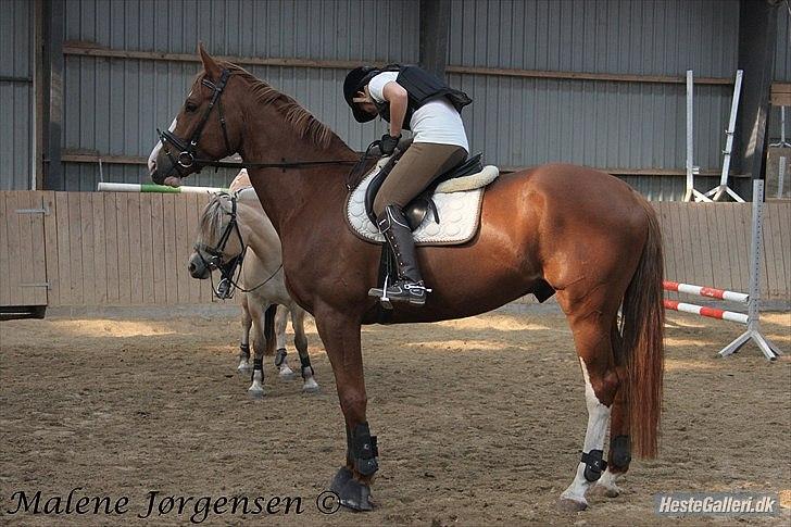 Dansk Varmblod Heino<3 billede 9