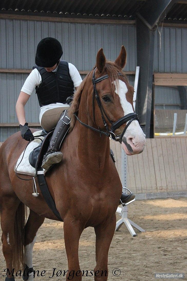 Dansk Varmblod Heino<3 billede 10