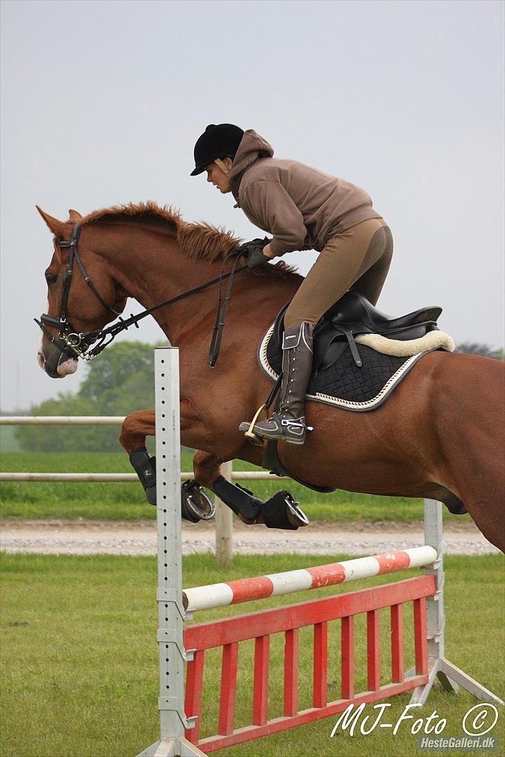 Dansk Varmblod Heino<3 billede 11