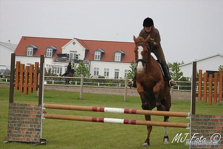 Dansk Varmblod Heino<3 billede 12