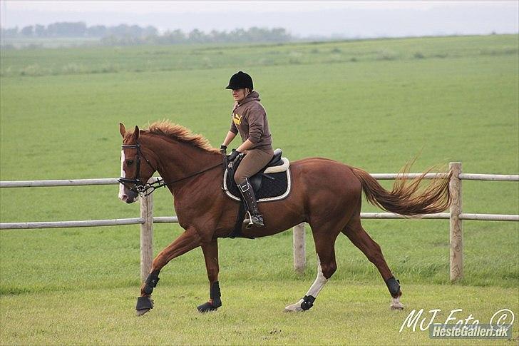 Dansk Varmblod Heino<3 billede 13