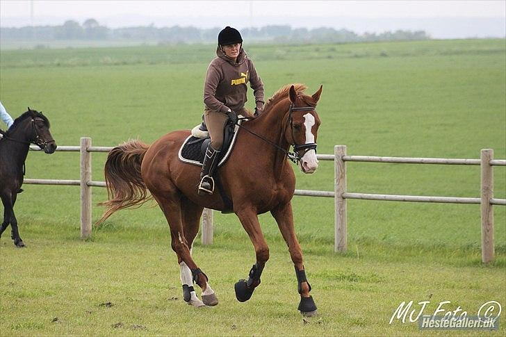 Dansk Varmblod Heino<3 billede 14