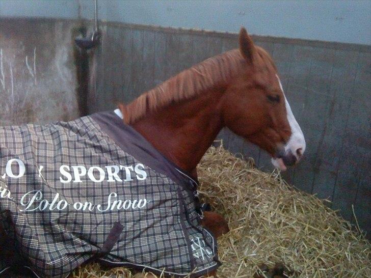 Dansk Varmblod Heino<3 billede 15