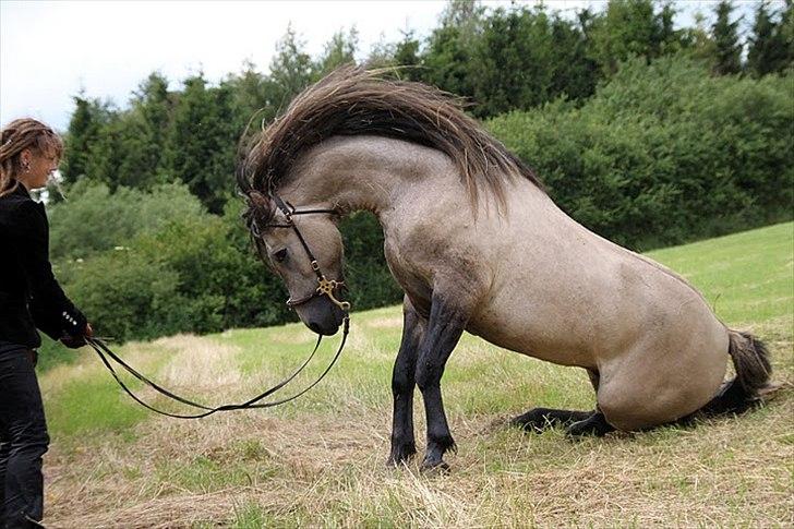 Anden særlig race chinosch (MiTho's  cosi) billede 12