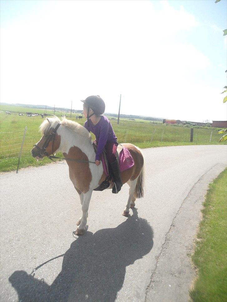 Shetlænder Tulle. billede 20