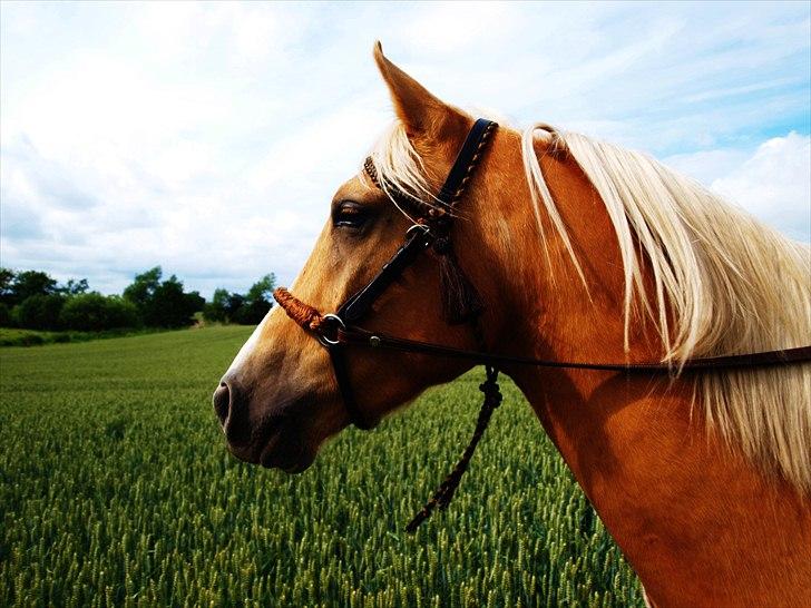 Palomino Malik El Talaeyh <3 Himmelhest - #13 Flotte fyr! Med lækkert trense !  billede 13