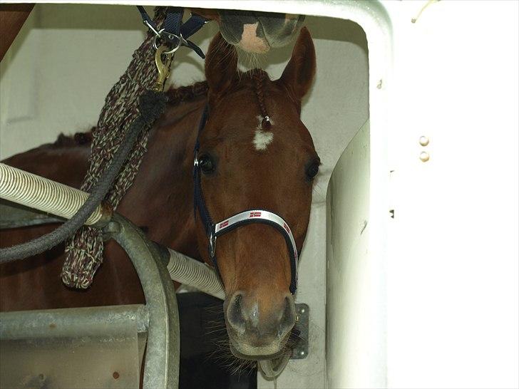 Tysk Sportspony Lykkes Maguire B pony billede 7