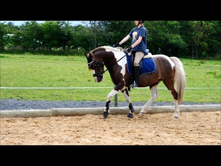 Pinto Emir (part) billede 12