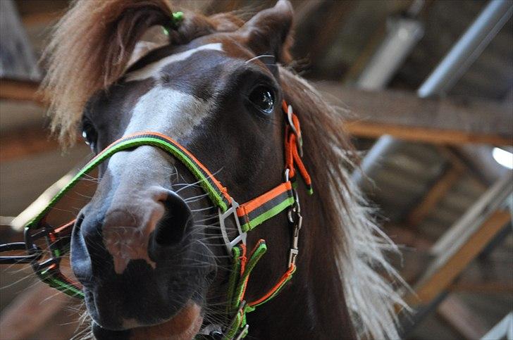 Pinto Emir (part) billede 14