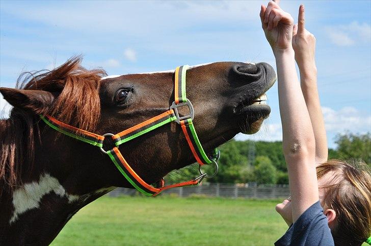Pinto Emir (part) billede 15