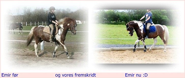 Pinto Emir (part) billede 5