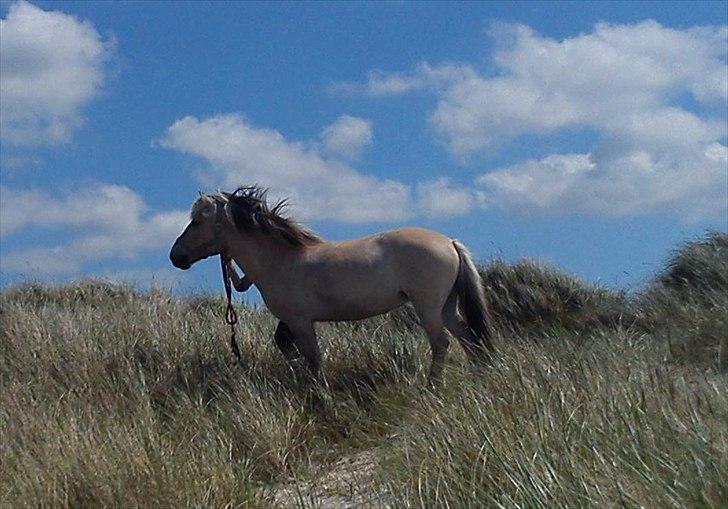 Fjordhest  aflivet   Bella Granly PRINSSEN billede 10