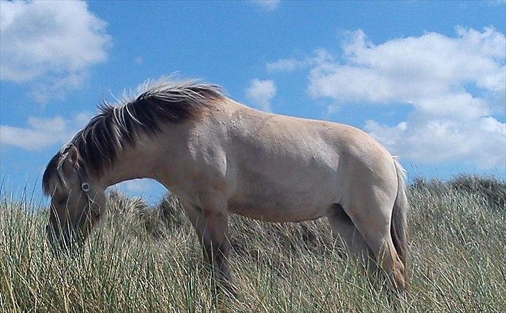 Fjordhest  aflivet   Bella Granly PRINSSEN billede 2