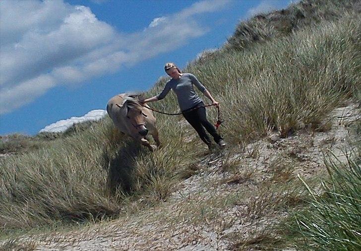 Fjordhest  aflivet   Bella Granly PRINSSEN billede 13