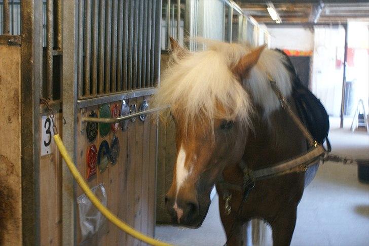 Haflinger Attica *solgt* ;-( billede 3