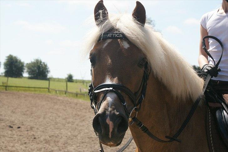 Haflinger Attica *solgt* ;-( billede 1