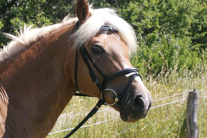 Haflinger Attica *solgt* ;-( billede 7