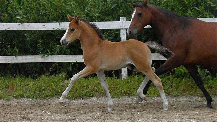 DSP Fredbo´s Rondo Royal<3 - 3 uger gammel.♥ billede 30