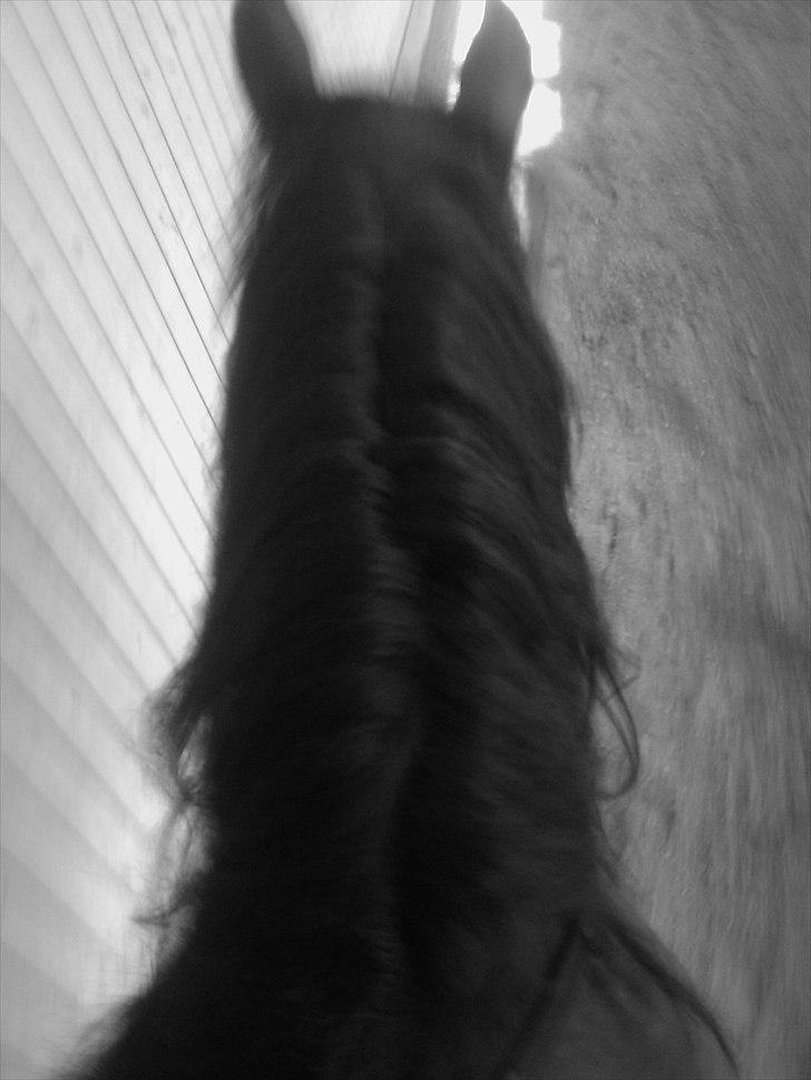 Belgier stenholmgårds Jeppe  charmetrolden <3 - her går vi bare  billede 12