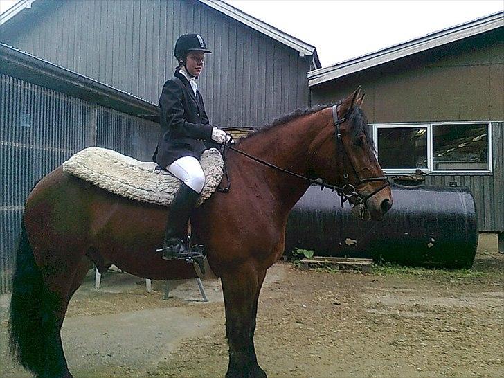 Belgier stenholmgårds Jeppe  charmetrolden <3 - det er til mit sidste stævne efter en rigtig god runde vi red til 64 et eller andet billede 14