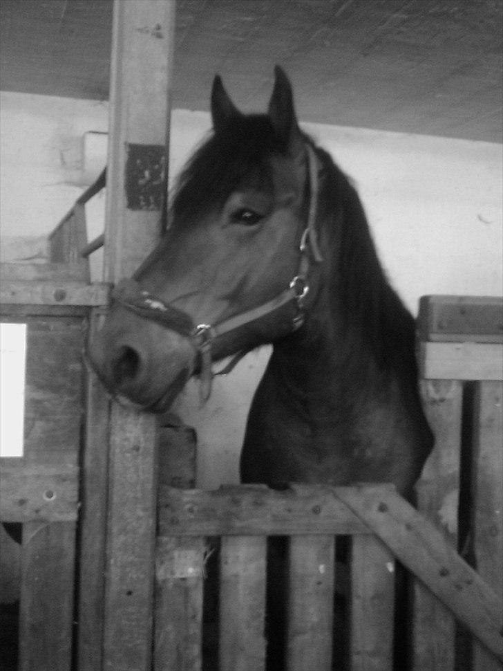 Belgier stenholmgårds Jeppe  charmetrolden <3 - bare jeppe <3 billede 15