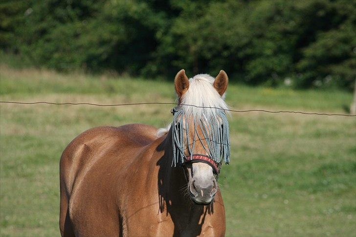 Tyroler Haflinger Kiwi - Velkommen til Kiwi Elghusets profil:-)

Kiwi på døgnfold*-:
Foto: Mig.
2011. billede 1