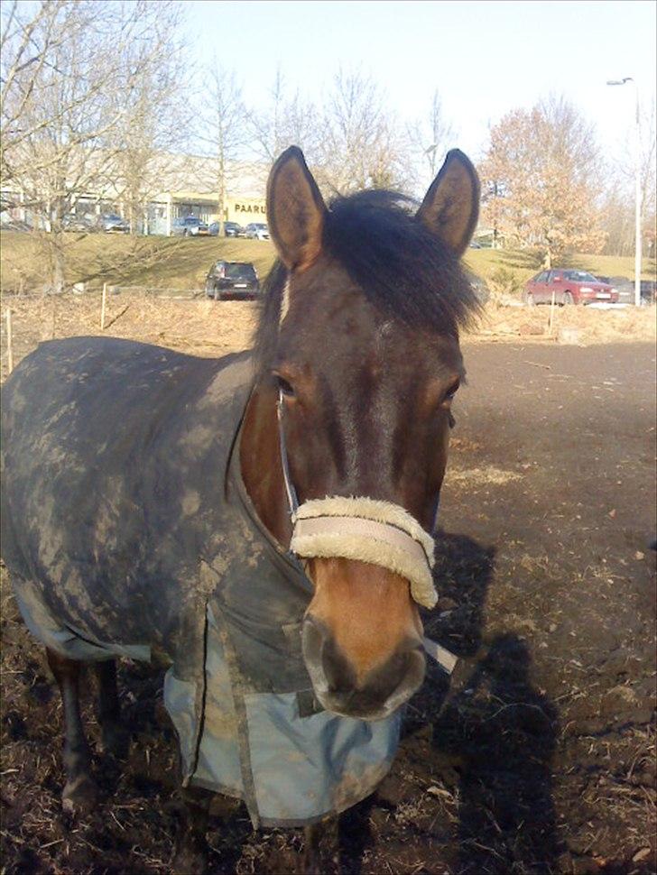 Anden særlig race Flicka - Min kærlighed til dig kan ikke beskrives"!<3 billede 15