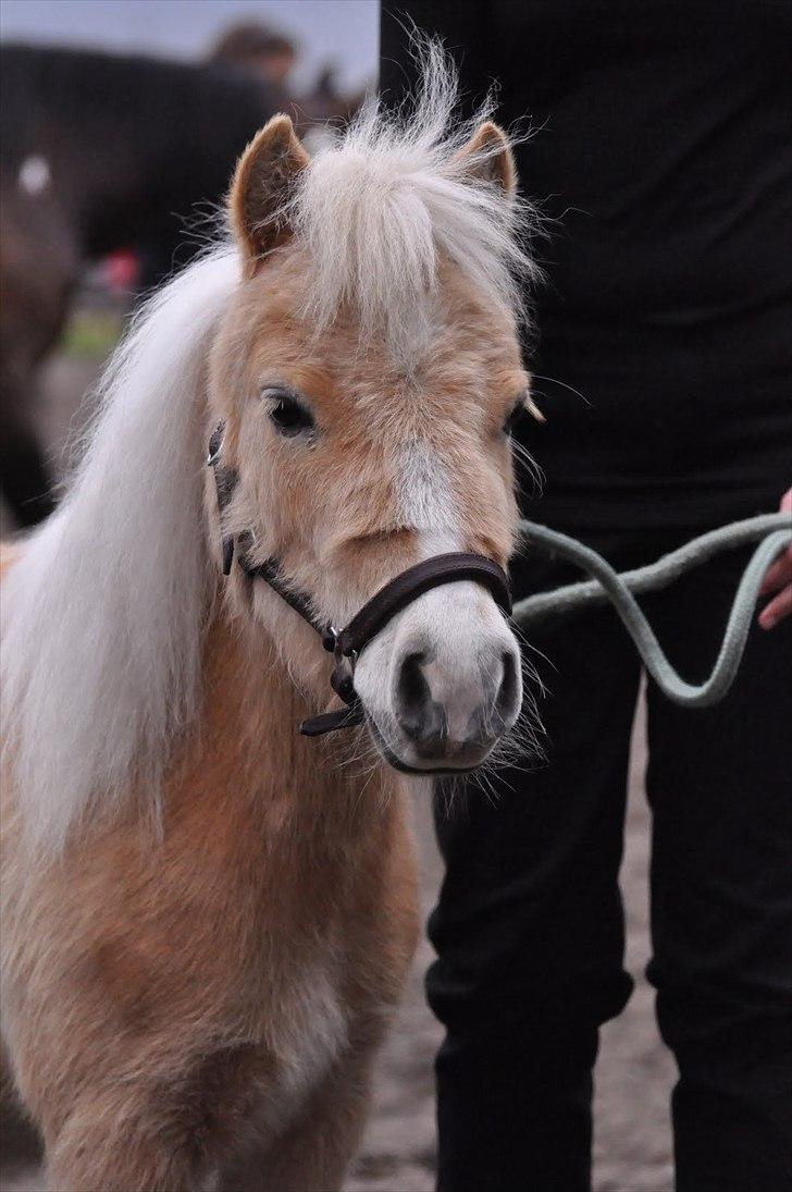 Falabella Calliston's Cody - 28/5 2011 - NRHA Show i Brædstrup :) billede 2