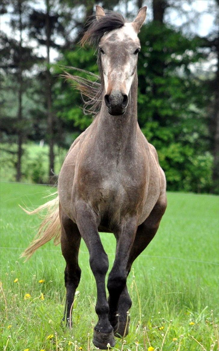 Anden særlig race Hegnsholts Felix - Velkommen til smukke Felix' profil billede 1