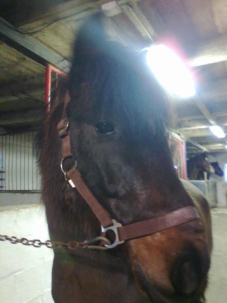 Anden særlig race Zigge Z billede 8