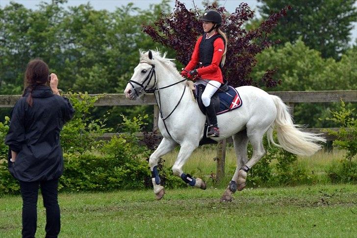 Anden særlig race CastleFarm Jimmy Blue B-pony - (16) fra König stævnet <3 billede 13