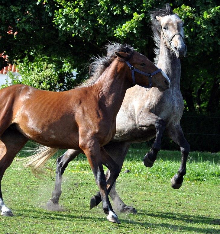 Anden særlig race Hegnsholts Felix - 27/6 2011 - Woow, en lækker dreng :D billede 3