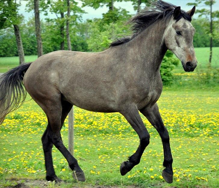 Anden særlig race Hegnsholts Felix billede 4