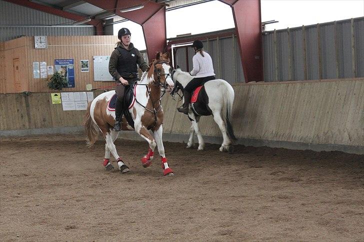 Pinto / haflinger indiana jones - 1 billede 16