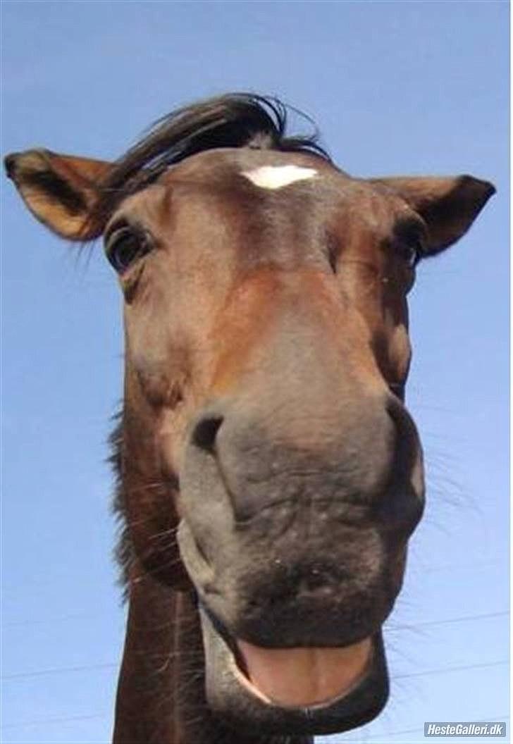 Dansk Varmblod Marco Bell (R.I.P) - Marco perfekt billede til at beskrive Marco. Sød og rar, men lidt fjollet og klosset! :D billede 13