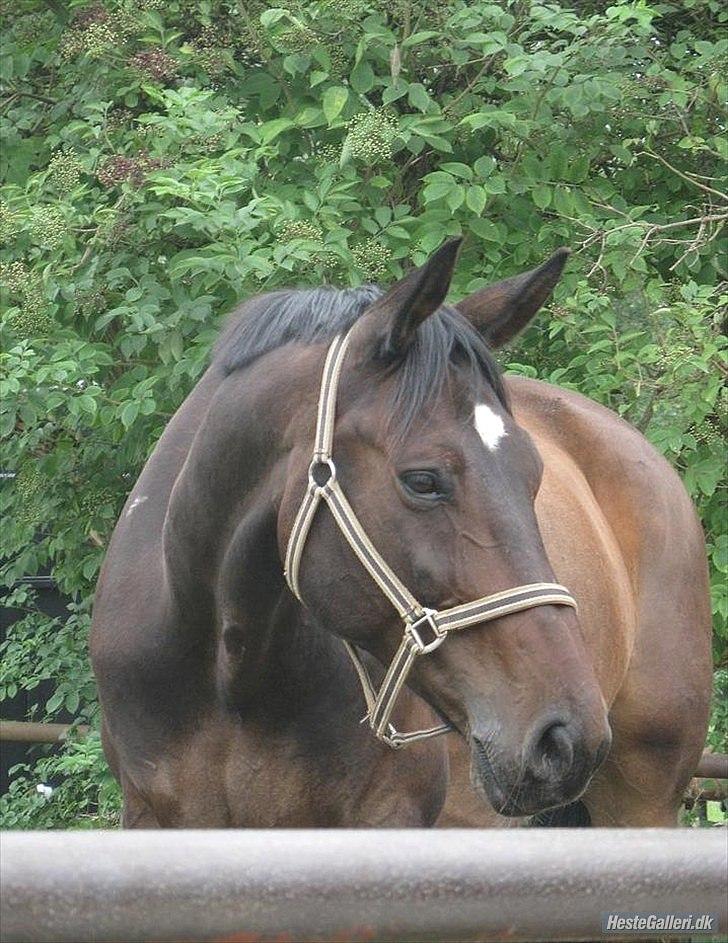 Dansk Varmblod Marco Bell (R.I.P) - Marco står og kigger og så fik man da lige et super billede af ham :D billede 5