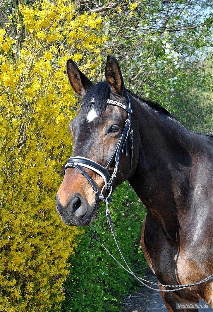 Dansk Varmblod Marco Bell (R.I.P) - Smukke Marco Bell
 billede 3