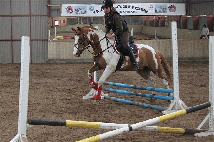 Pinto / haflinger indiana jones billede 17