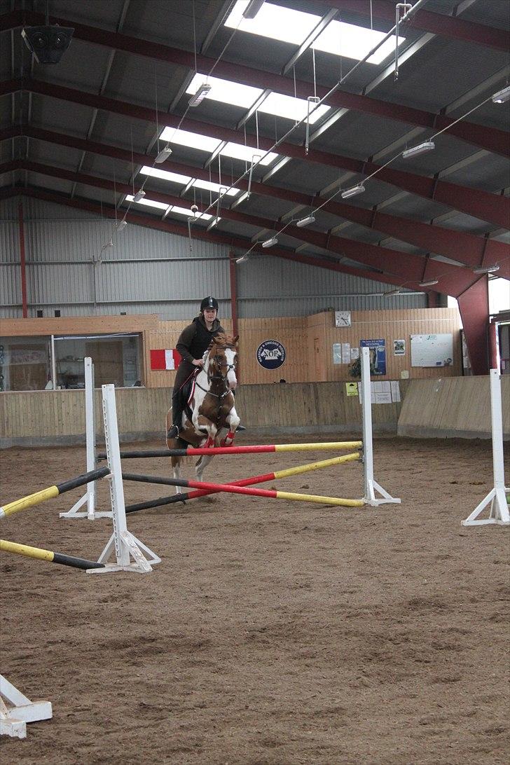 Pinto / haflinger indiana jones billede 13