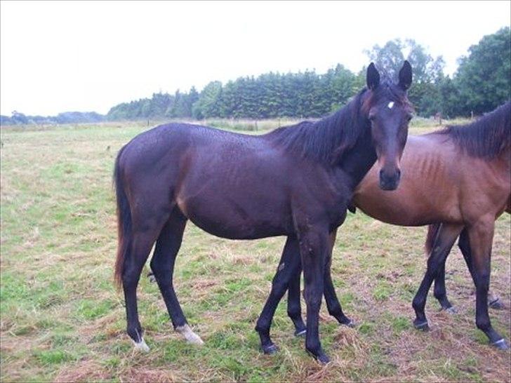 Oldenborg DRISDAL'S CAMARO - 3) et billede som jeg fandt inde på nettet:D hvor er han dog bare kær :D billede 3