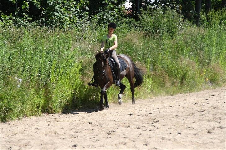 Anden særlig race Damgårdens La Coer! DP<3 - Træning d.27/6-11
-Fotograf: Signe billede 7