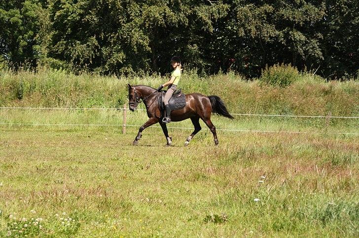 Anden særlig race Damgårdens La Coer! DP<3 - Træning d.27/6-11
-Fotograf: Signe billede 12