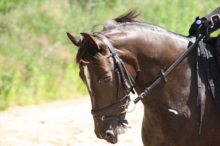 Anden særlig race Damgårdens La Coer! DP<3 - La-Coer's flotte hoved!(;
-Træning d.27/6-11
-Fotograf: Signe billede 4