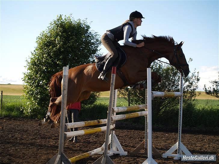 Hannoveraner Calvados <3! - rikke rothe og dossen på sps <3 !! billede 3