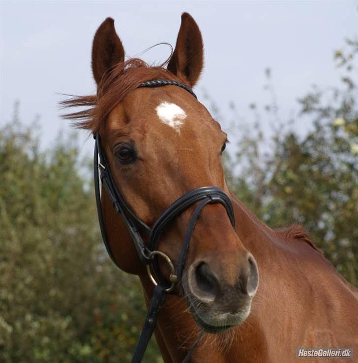 Hannoveraner Calvados <3! - velkommen til calvados profi<3 
min smukke og dejlige dossen!
JEG ELSKERT DIG SKAT <3 billede 1