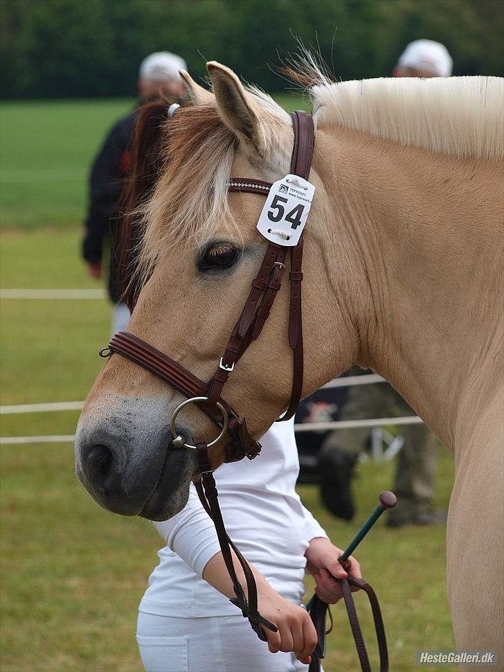 Fjordhest Ronja Kaptain  - NYT... GL. Estrup 2011 - 3 plads ud af 6 (22 point) Foto: Betina A. billede 1