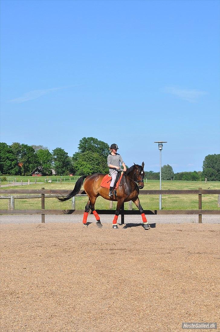 Dansk Varmblod Marco Bell (R.I.P) - Dressur på Marco bassen :) billede 12