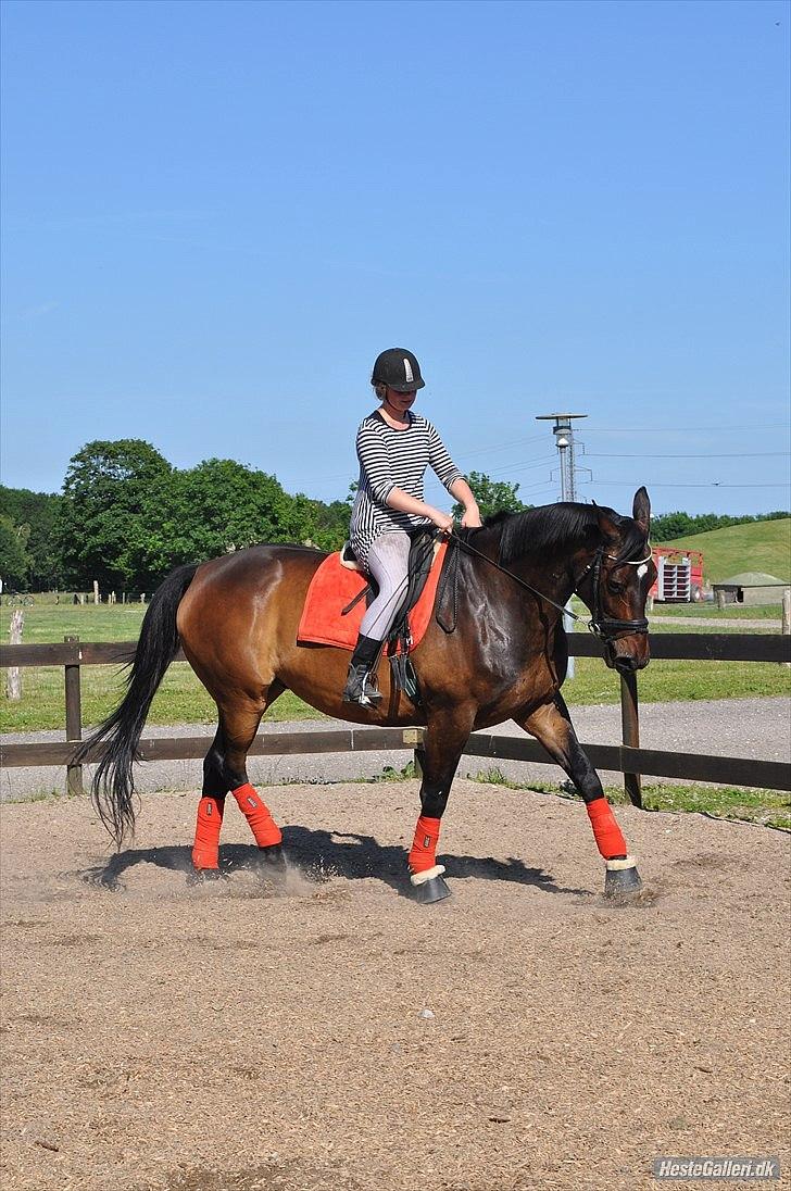 Dansk Varmblod Marco Bell (R.I.P) - Dressur igen igen :D billede 16